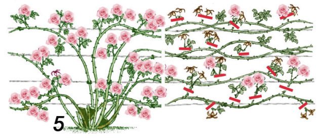 Как да изрежете катереща роза през пролетта: важни нюанси инструкции стъпка по стъпка