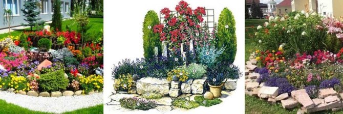How to arrange a flower bed with roses