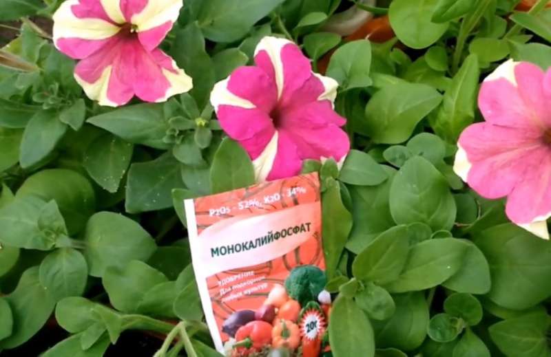 How to rejuvenate a petunia in the summer to bloom