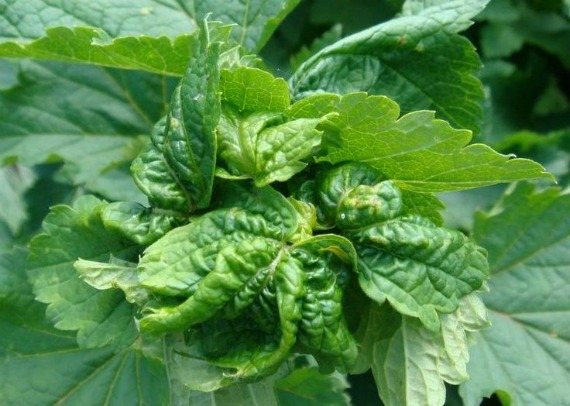 How to determine that aphids have appeared on the currant