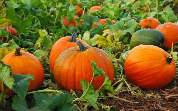 How to tell if a pumpkin is ripe and ready to harvest