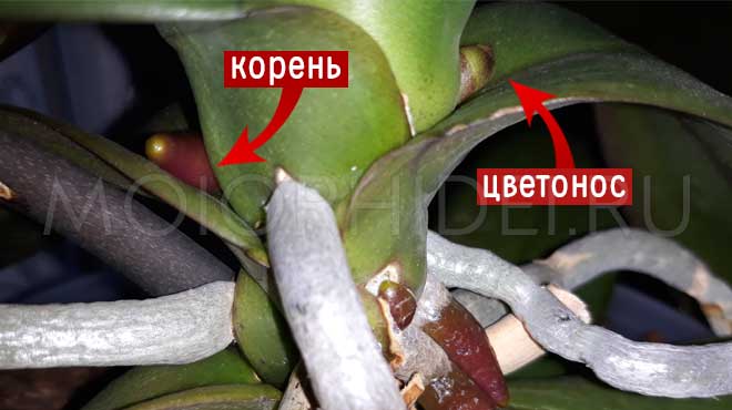 How to identify a peduncle or root in an orchid