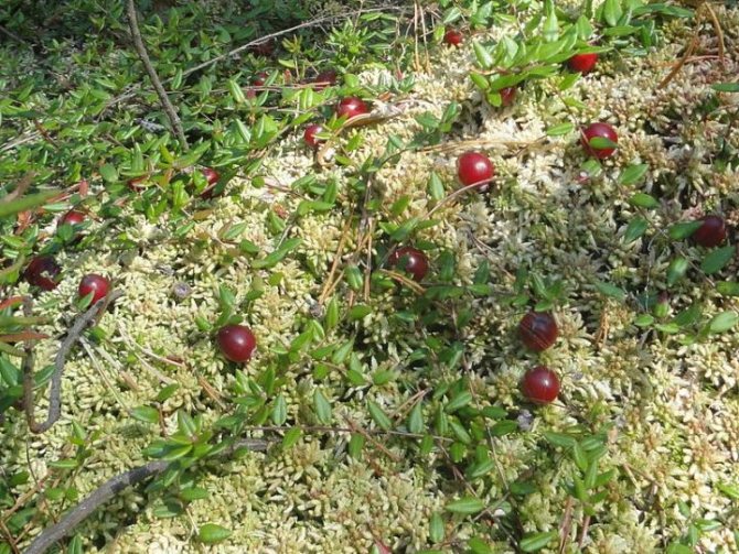 Cara menentukan keasidan tanah sebelum menanam cranberry
