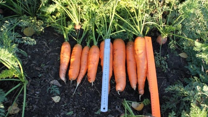 Как да определите кога да съхранявате морковите от градината