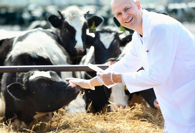 كيفية تحديد حمل البقرة بالعلاجات الشعبية