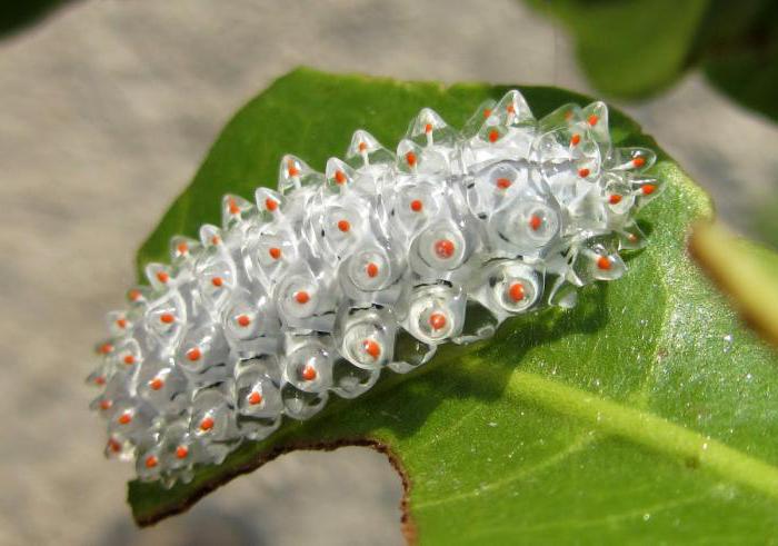 how to determine the type of caterpillar