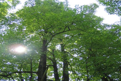 How to determine the age of a linden tree