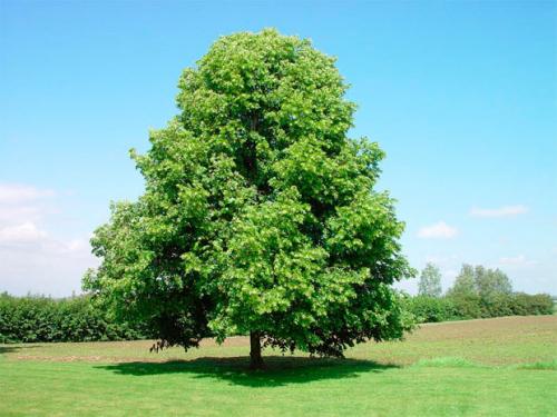 How to determine the age of a linden tree