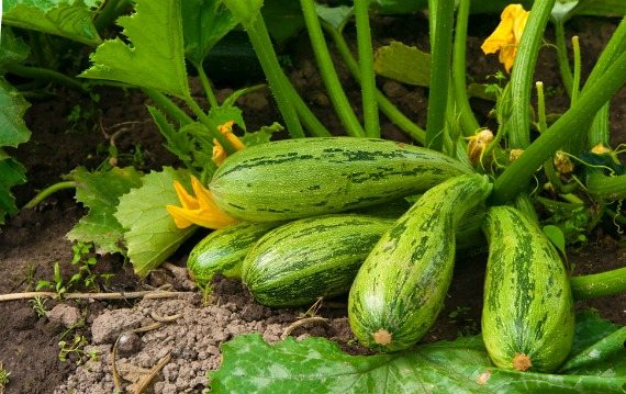 Cara menentukan kematangan zucchini, kapan mengeluarkannya dari kebun