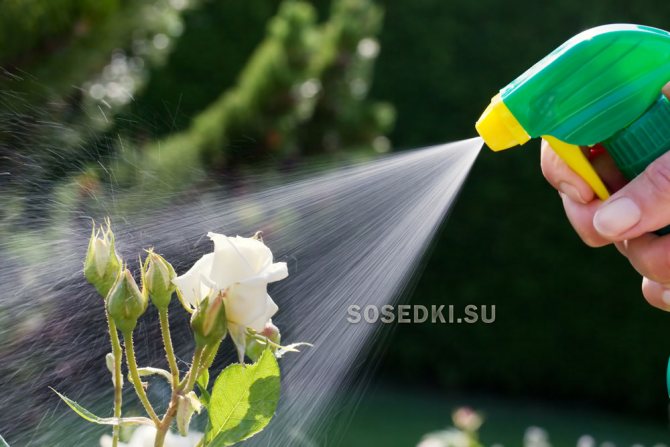 Как да пръскате рози с меден сулфат