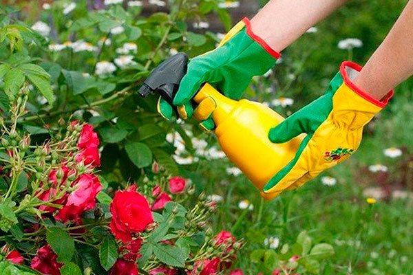 How to spray roses