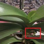 Hur en orkidé släpper en peduncle