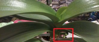 Hur en orkidé släpper ut en peduncle