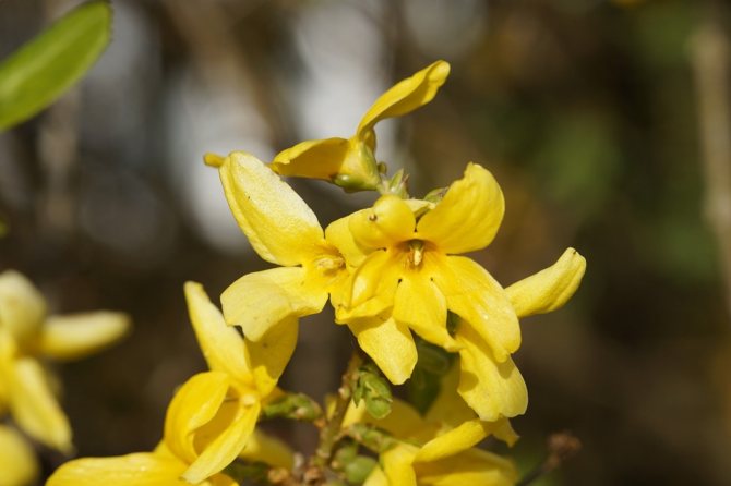 Hur utförs plantering och vård av forsythia i en växt: 35 foton