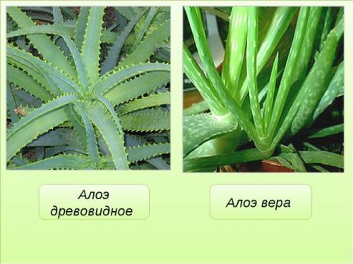 Wie man Aloe Vera von anderen Arten unterscheidet. Wie unterscheidet sich Aloe "Centenary" von Aloe Vera?