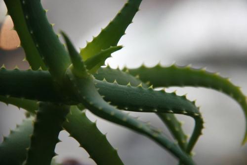 Wie man Aloe Vera von anderen Arten unterscheidet. Wie unterscheidet sich Aloe "Centenary" von Aloe Vera?