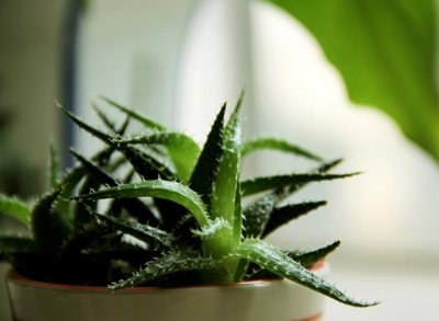 how to distinguish aloe vera from an agave photo