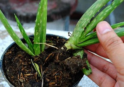 how to distinguish aloe vera from an agave photo