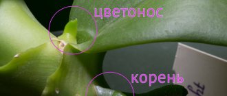 Как да различим дръжка от корен в орхидея