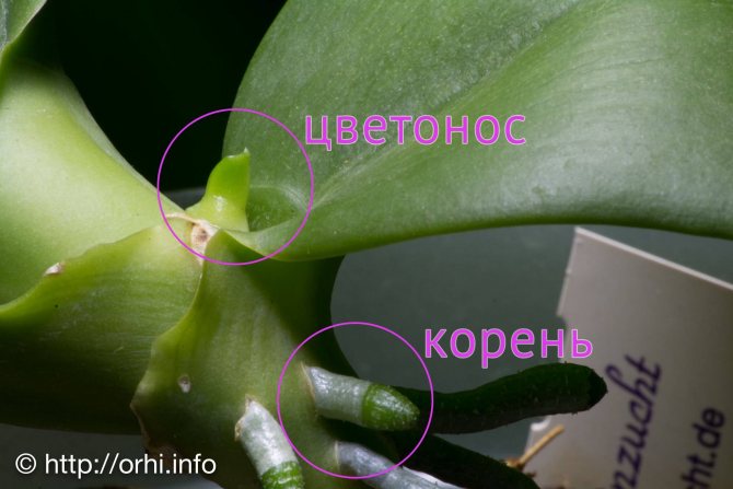 How to distinguish a peduncle from a root in an orchid