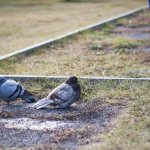 Comment distinguer un pigeon d'une colombe