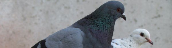Как да различим гълъб от гълъб