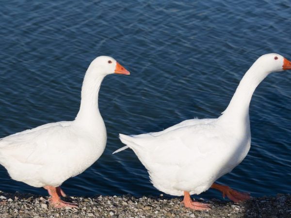 How to tell a gander from a goose