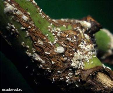 How to distinguish a Californian scale insect and get rid of a malicious pest