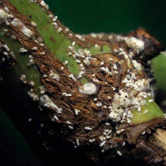How to distinguish a Californian scale insect and get rid of a malicious pest