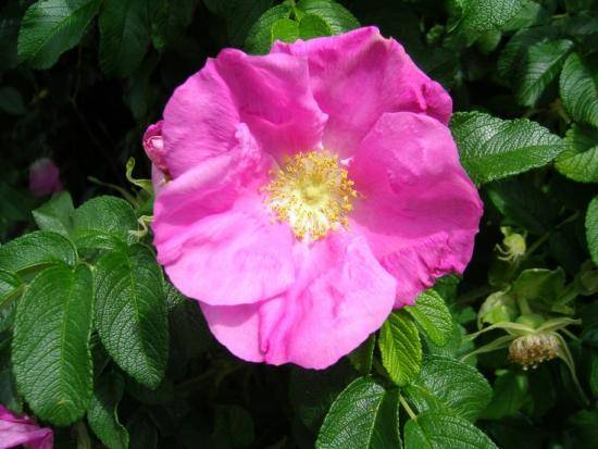 How to distinguish a rose from a wild rose by its shoots?