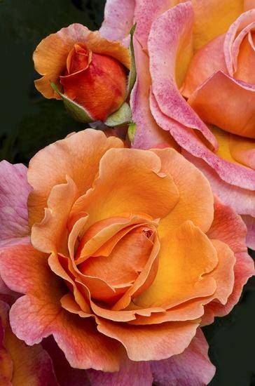 Как да различим розата от дивата роза по издънките си?