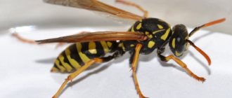 Paano papanghinaan ng loob ang mga wasps