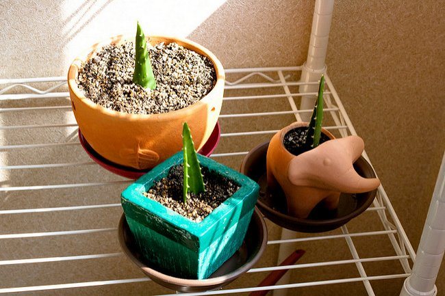 Schritt für Schritt Aloe zu Hause verpflanzen