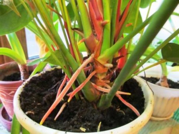 How to transplant Anthurium with aerial roots