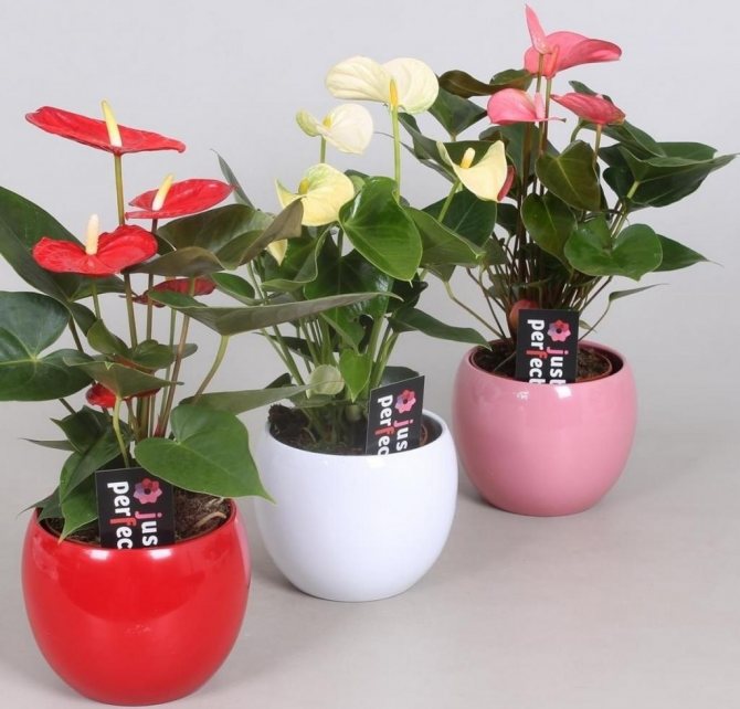 how to transplant anthurium at home step by step