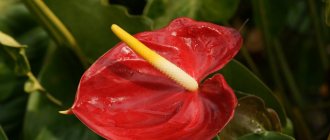 How to transplant anthurium at home video
