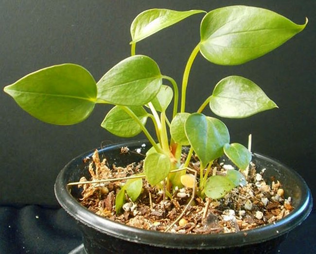How to transplant anthurium at home video