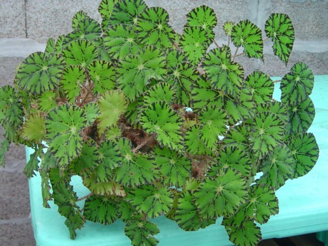 how to transplant begonia at home step by step