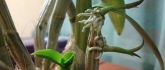 jak doma přesadit dítě orchideje