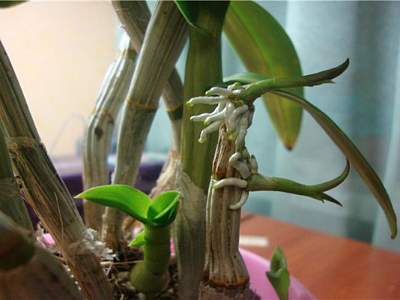 cum să transplantăm un copil orhidee acasă
