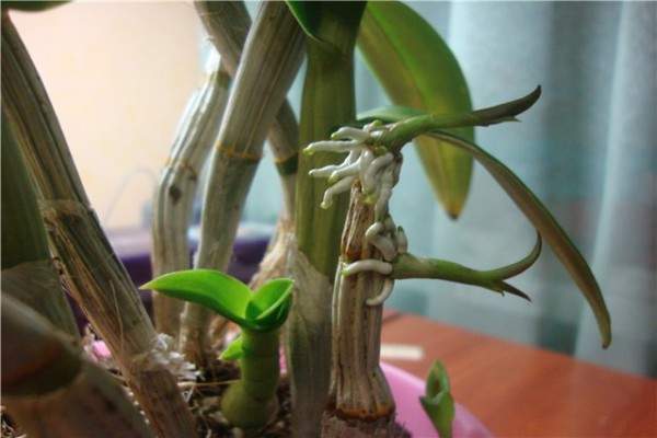 cara memindahkan bayi orkid di rumah