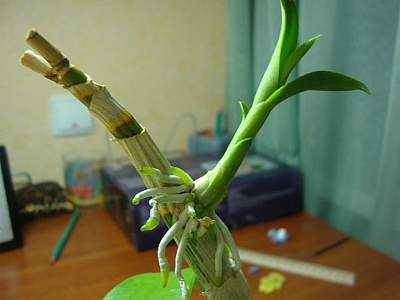 kung paano itanim ang isang orchid na sanggol sa bahay