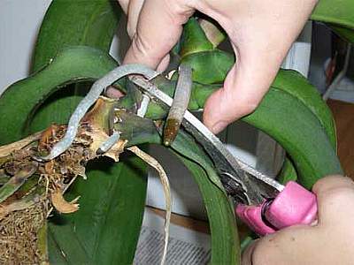 how to transplant an orchid baby at home