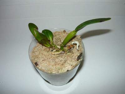 how to transplant an orchid baby at home