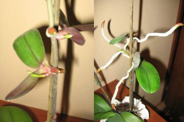 hur man transplanterar en orkidébarn hemma