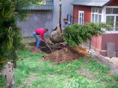 How to transplant a tree from a forest to a pot. How to plant a Christmas tree from the forest