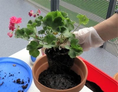 How to transplant geraniums in the fall