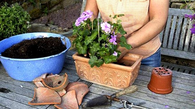 How to transplant geraniums from the street home in the fall