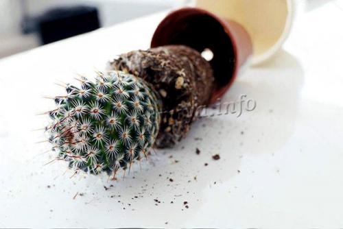 Cum se transplantează un cactus într-un alt vas. Cum se transplantează un cactus acasă