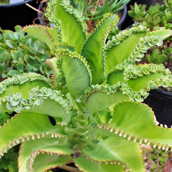 How to transplant Kalanchoe into another pot